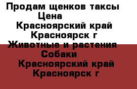 Продам щенков таксы  › Цена ­ 3 000 - Красноярский край, Красноярск г. Животные и растения » Собаки   . Красноярский край,Красноярск г.